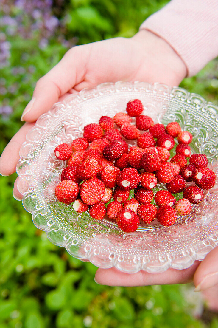 Woman holding a glass bowl of freshly picked strawberries from the garden, wild strawberries, harvest, Fruit, Bavaria, Germany