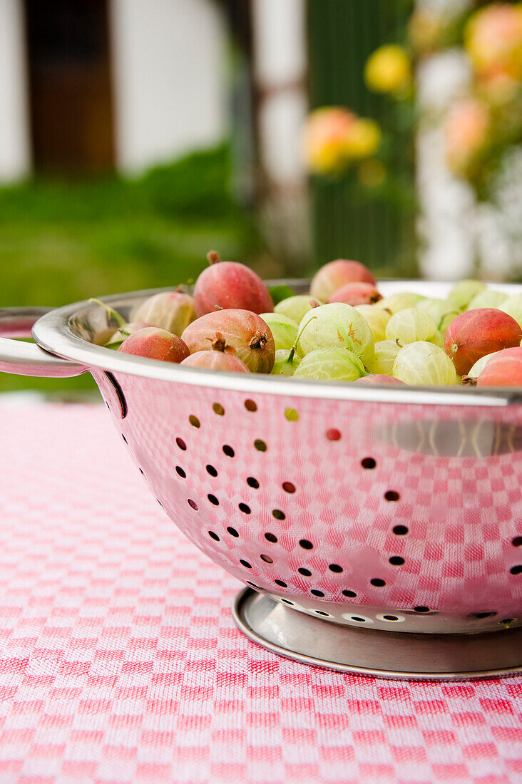 Frisch geerntete Stachelbeeren, Ernte, Obst