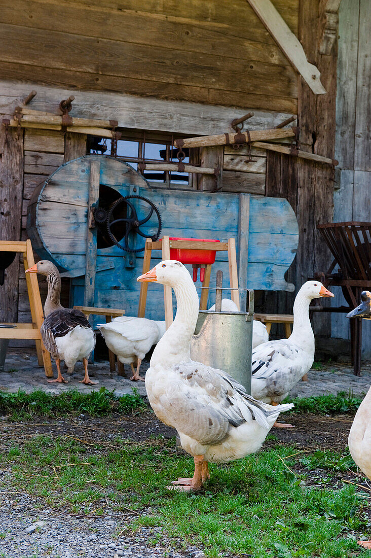 Free-range geese, goose, poultry, Rural scene, Bavaria, Germany