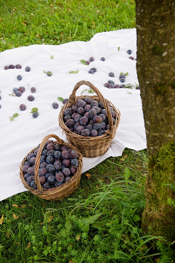 Zwei Körbe voll Zwetschgen, Pflaumen, Ernte, Garten