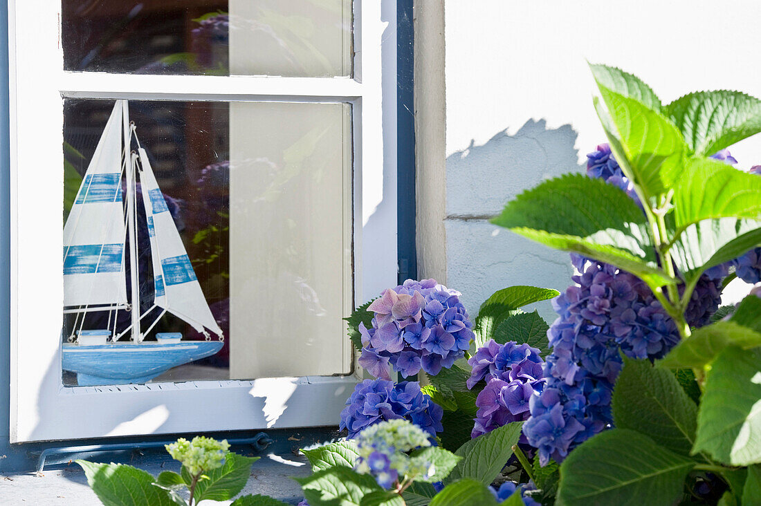 Window with model boat and hydrangea, Nieblum, Foehr, North Frisian Islands, Schleswig-Holstein, Germany, Europe