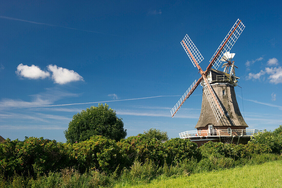 Historic windmill, Wrixum, Foehr, North Frisian Islands, Schleswig-Holstein, Germany, Europe