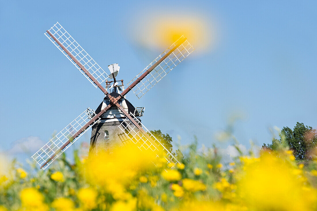 Canola field and historic windmill, Wrixum, Foehr, North Frisian Islands, Schleswig-Holstein, Germany, Europe