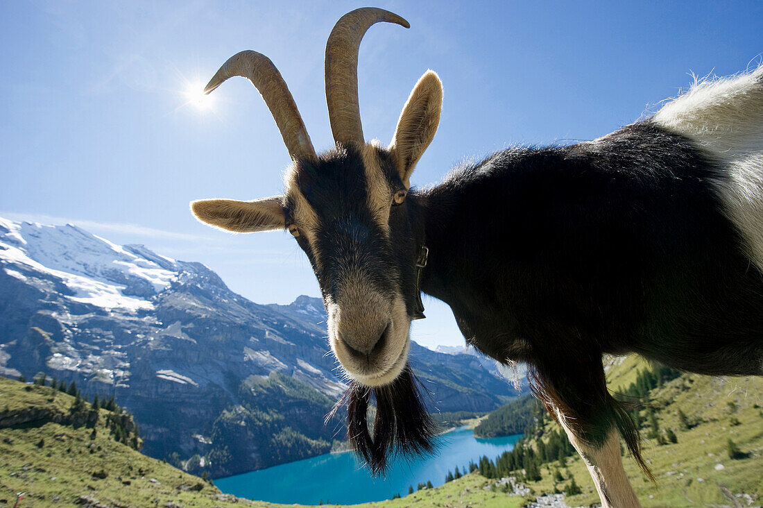 Goat and lake Oeschinensee, Kandersteg, Bernese Oberland, Canton of Bern, Switzerland, Europe