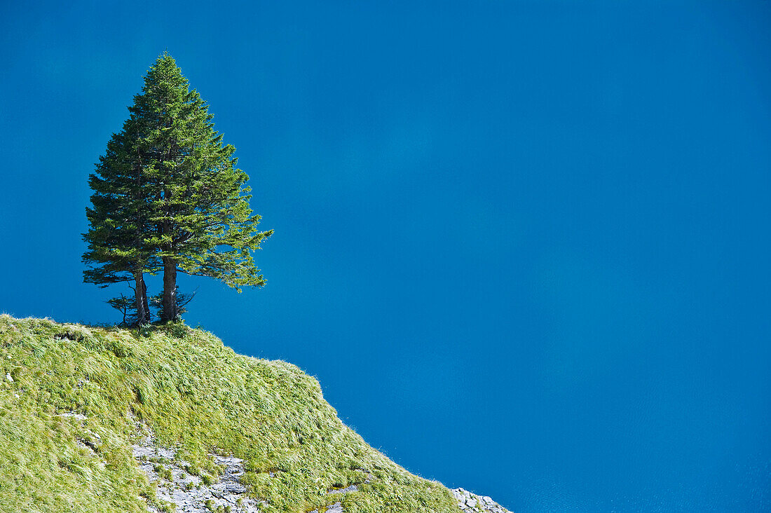 Tree on a rock, Oeschinensee, Kandersteg, Bernese Oberland, Canton of Bern, Switzerland, Europe