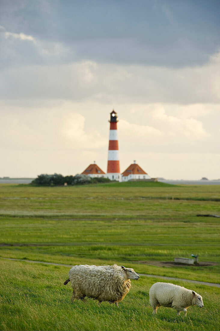 Westerheversand lighthouse and sheep, Westerhever, Wadden Sea National Park, Eiderstedt peninsula, North Frisian Islands, Schleswig-Holstein, Germany, Europe