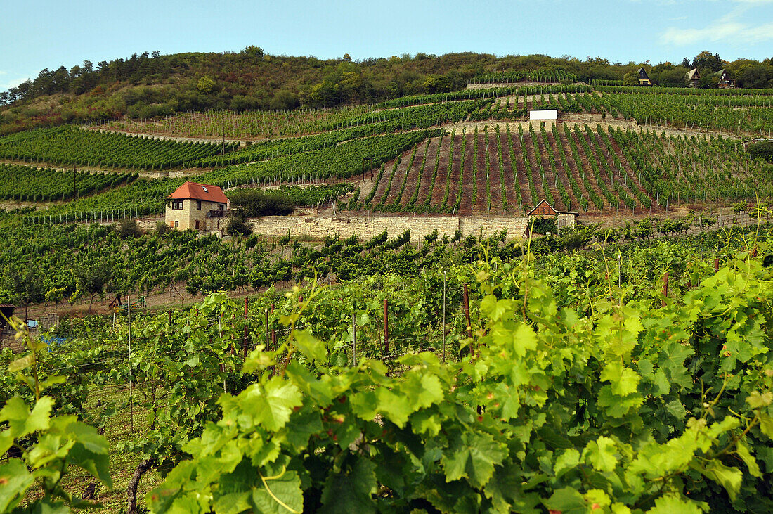 Hilly landscape with vineyards, Saxony-Anhalt, Germany, Europe