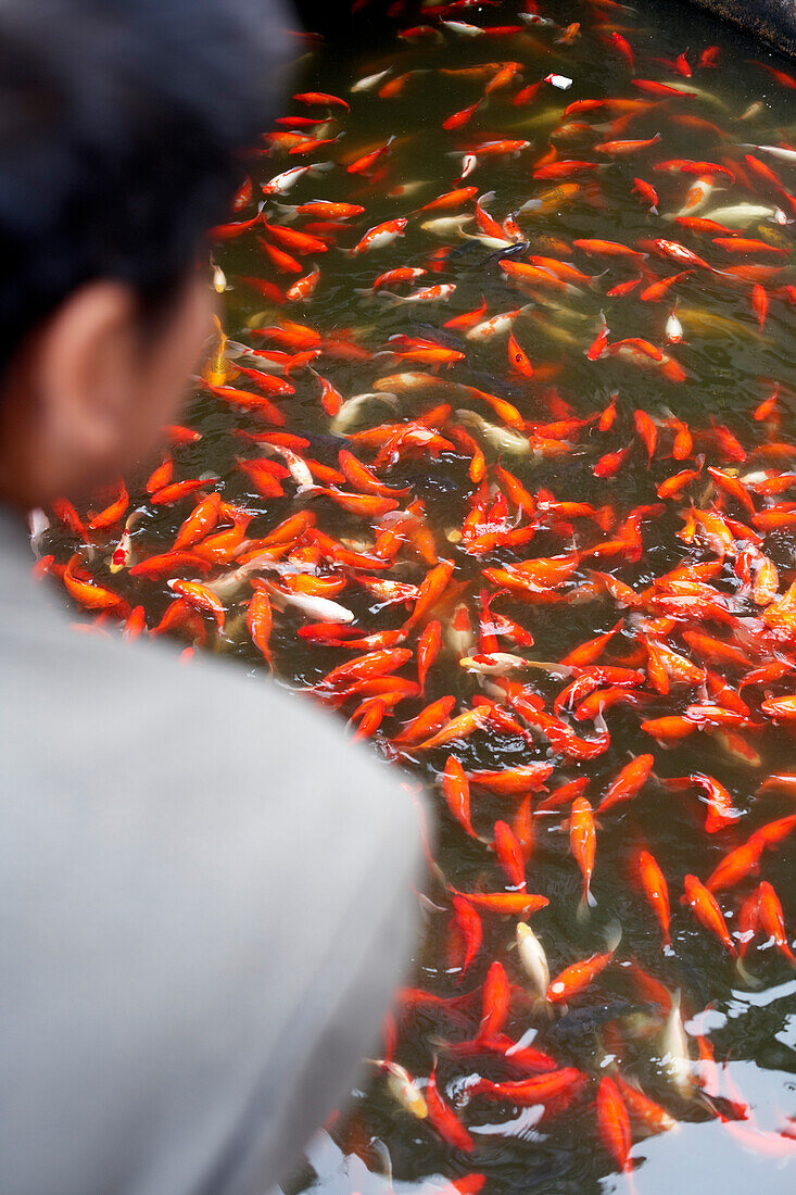 Goldfische in einem Teich im Park Yu-Yuan-Garden, Altstadt von Shanghai, China