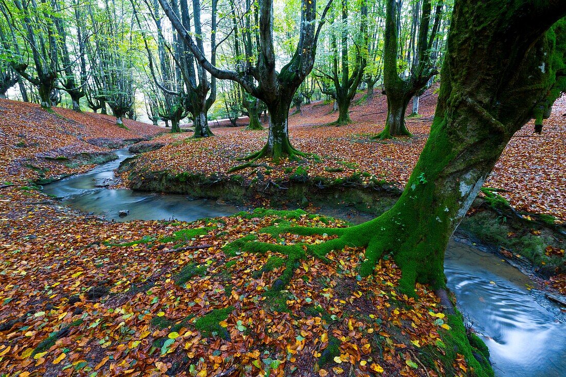 Otzarreta beechwood  Barazar port  Biscay, Basque Country, Spain