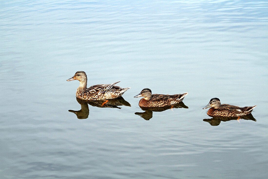 A female Mallard Duck, Anas platyrynchos, and her two nearly grown ducklings  Richard DeKorte Park, Meadowlands, Lyndhurst, New jersey, USA, North America