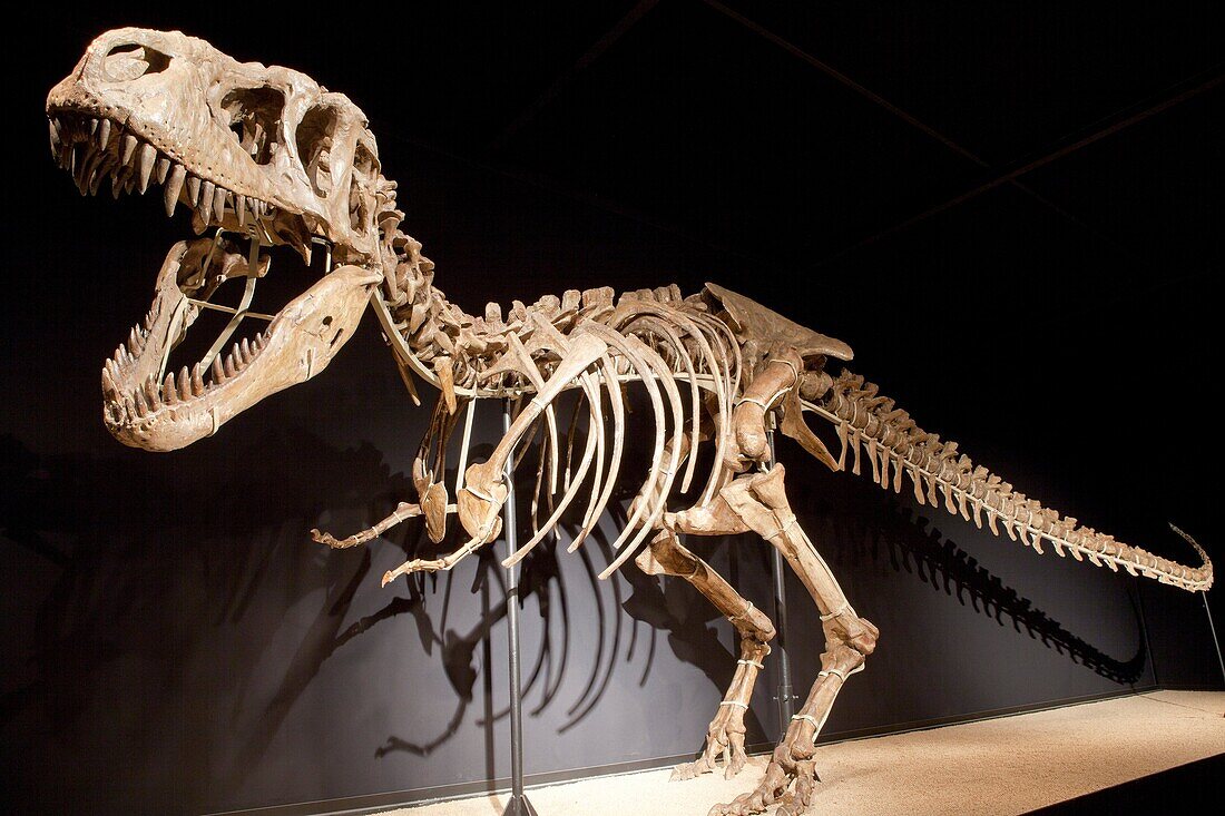 Complete Skeleton in upright position of Tarbosaurus bataar - 72 million years, Late Cretaceous -  found in Gobi desert in Mongolia  Cosmocaixa museum, Barcelona, Spain
