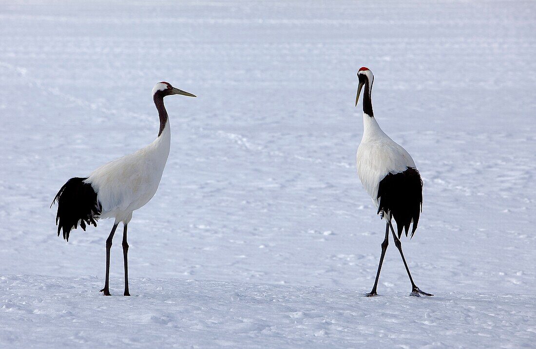 Red-Crowned Crane Grus japonensis,Kushiro Shitsugen National Park ,Hokkaido,Japan