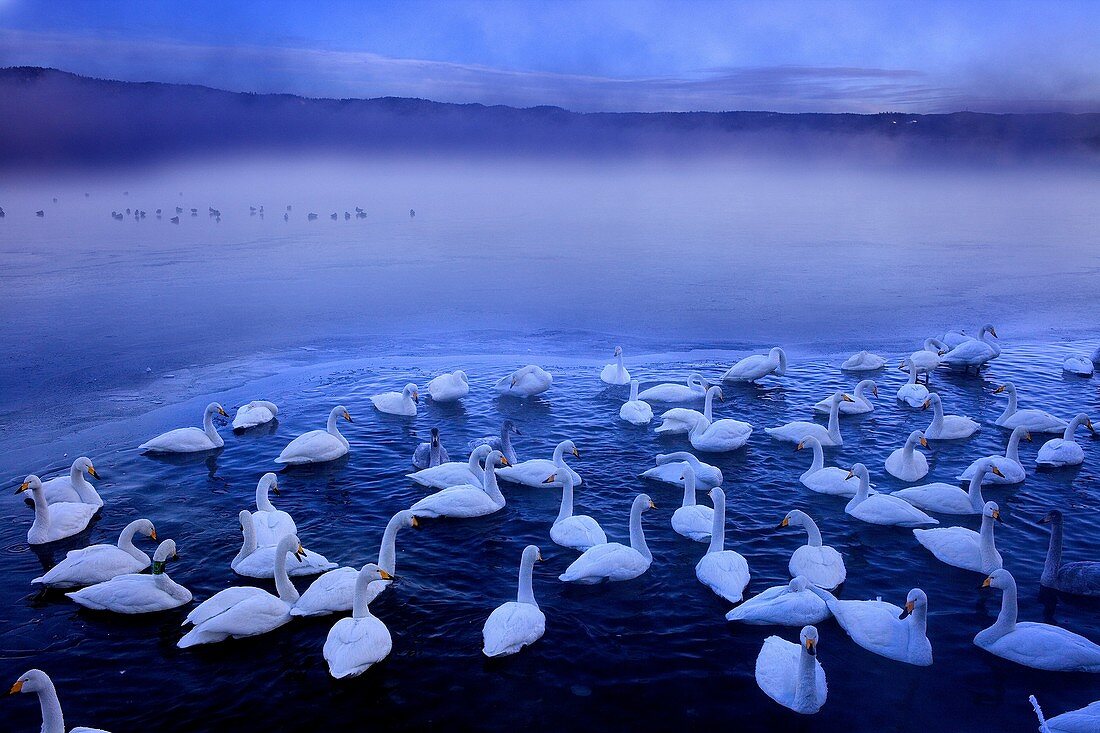 Whopper Swans Cygnus cygnus in Lake Kussharo,Akan National Park,Hokkaido,Japan