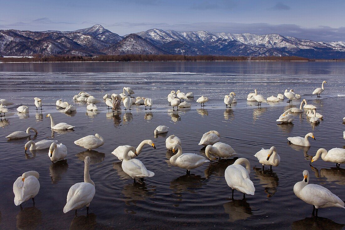 Whopper Swans Cygnus cygnus in Lake Kussharo,Akan National Park,Hokkaido,Japan