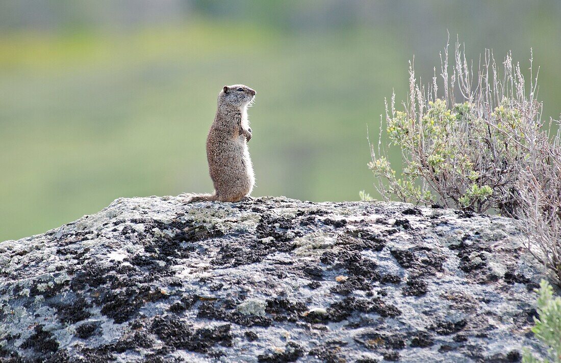 Yellowstone, Uinta Ground Squirrel near Specimen Ridge and Lamar Valley at Yellowstone National Park in northern Wyoming