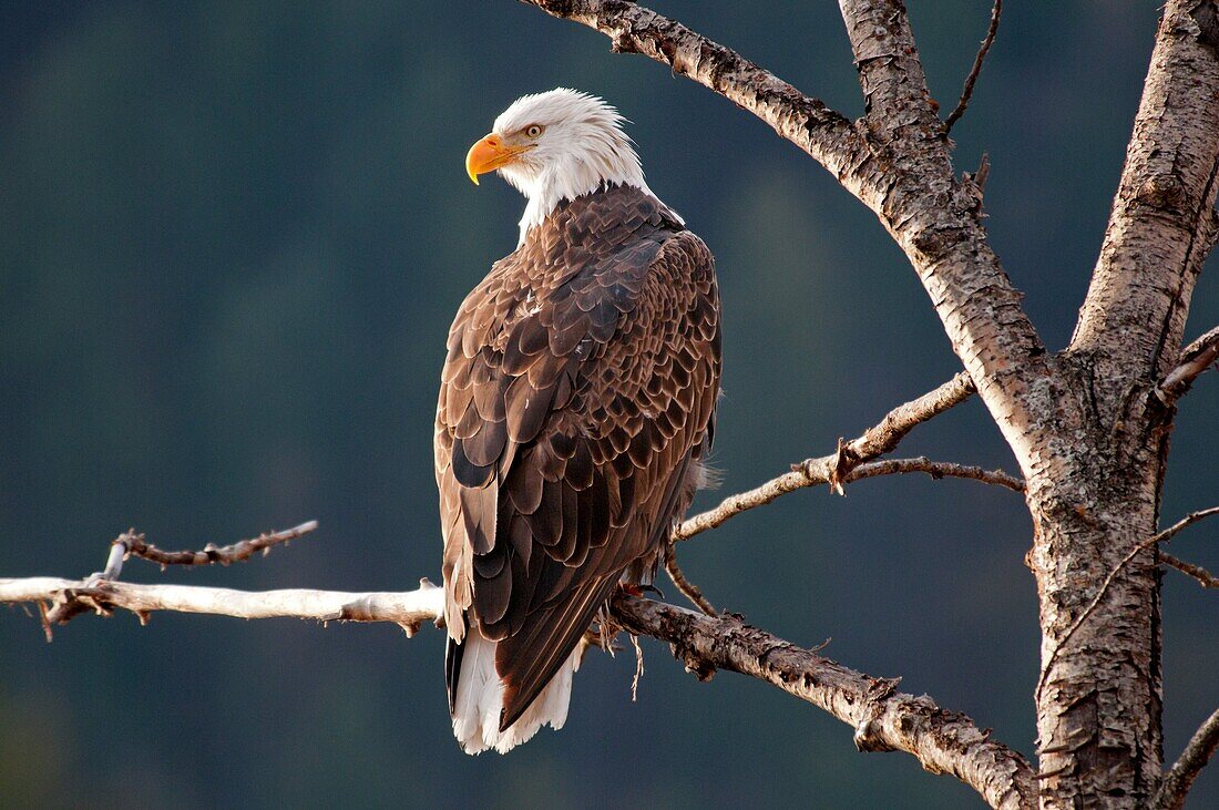 Coeur d´ Alene, Bald Eagle perched in a tree at Coeur d´ Alene Lake near the city of Coeur d´ Alene in northern Idaho