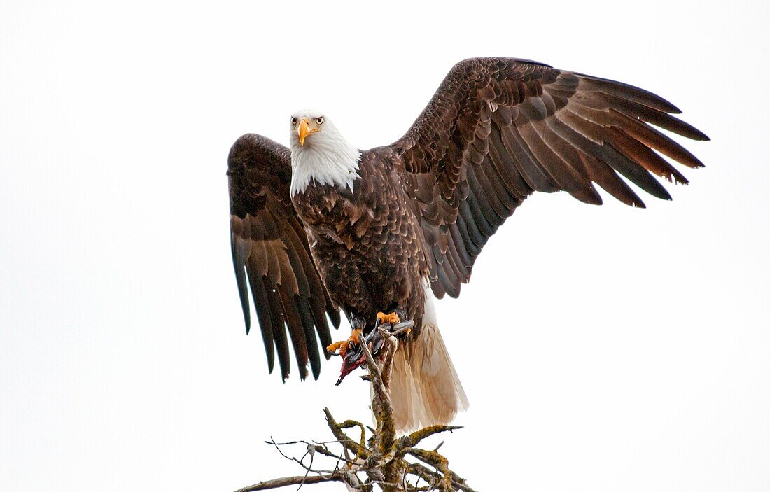 Coeur d´ Alene, Bald Eagle feeds on a Kokanee Salmon at Coeur d´ Alene Lake near the city of Coeur d´ Alene in northern Idaho