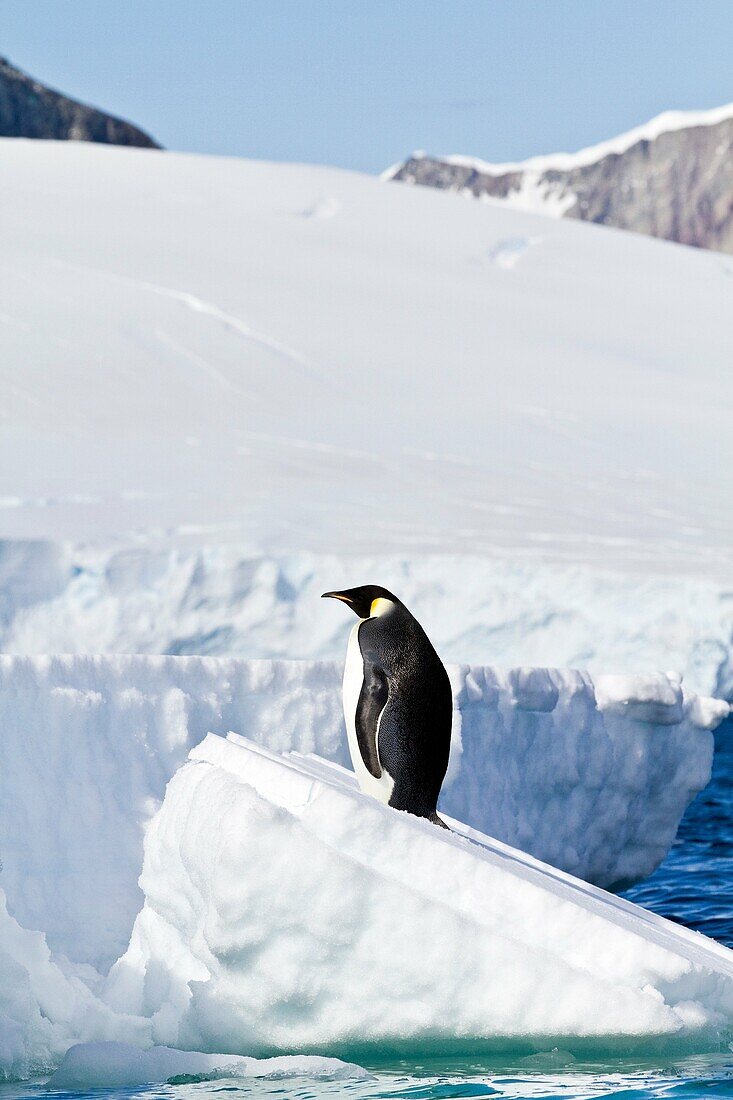 A lone adult emperor penguin Aptenodytes forsteri on sea ice in the Gullet between Adelaide Island a
