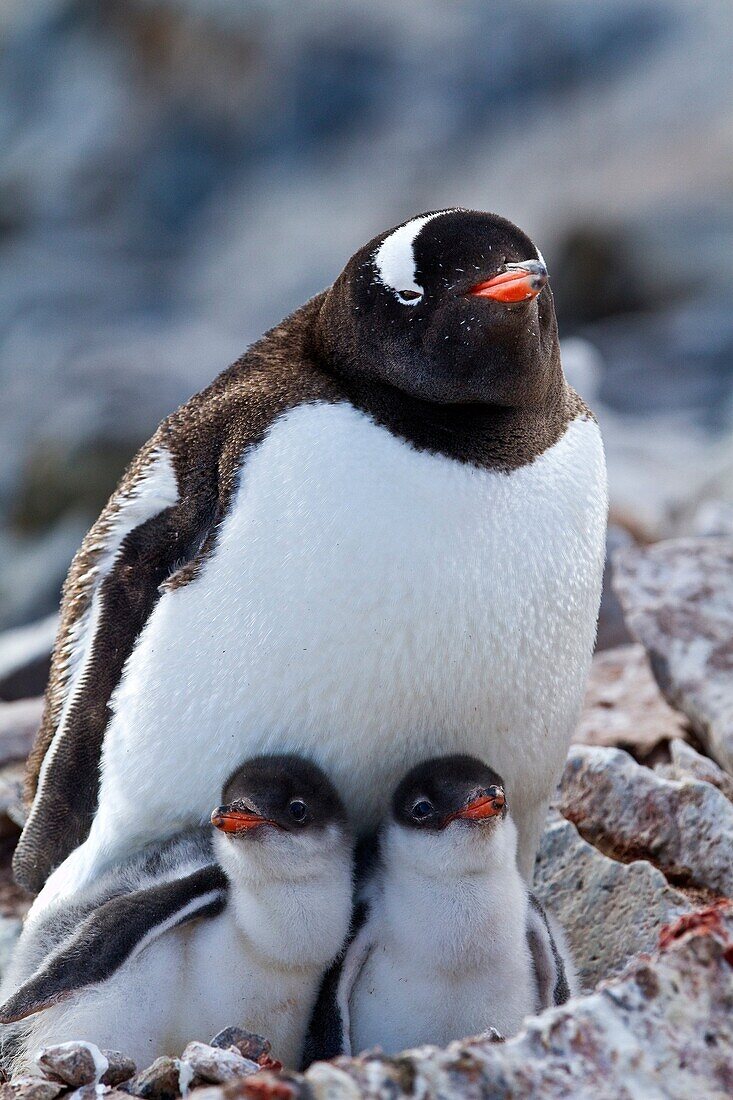 Gentoo penguin Pygoscelis papua adult with chicks at breeding colony on Booth Island, Antarctica, Southern Ocean. Gentoo penguin Pygoscelis papua adult with chicks at breeding colony on Booth Island, Antarctica, Southern Ocean  MORE INFO The gentoo pengui