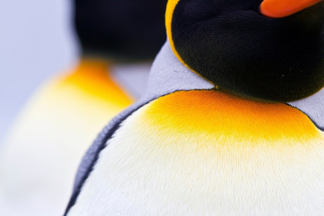 King penguin Aptenodytes patagonicus detail at breeding and nesting colony at St  Andrews Bay on South Georgia, Southern Ocean. King penguin Aptenodytes patagonicus detail at breeding and nesting colony at St  Andrews Bay on South Georgia, Southern Ocean 