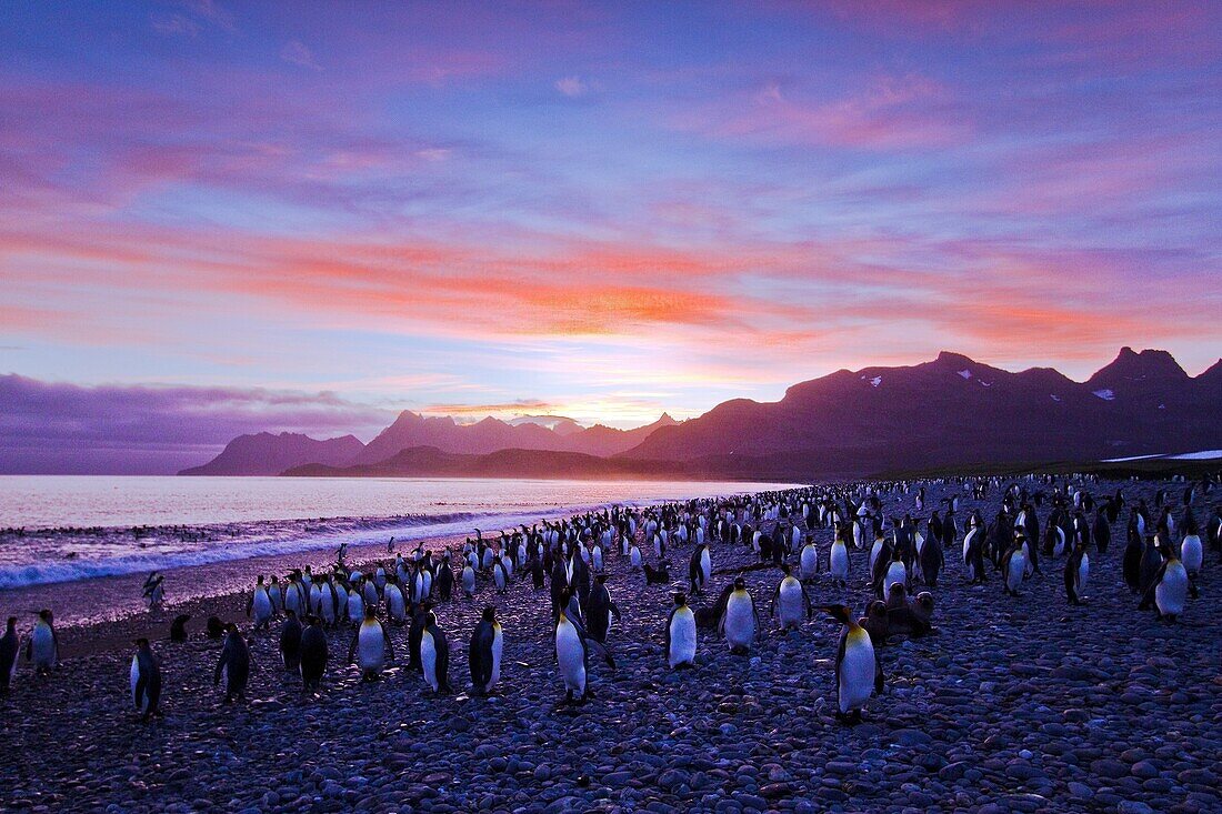 Sunrise on king penguin Aptenodytes patagonicus breeding and nesting colony at Salisbury Plains in the Bay of Isles, South Georgia, Southern Ocean. Sunrise on king penguin Aptenodytes patagonicus breeding and nesting colony at Salisbury Plains in the Bay 