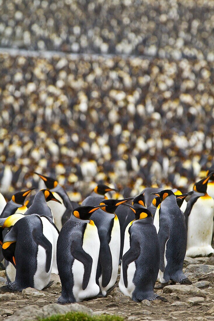 King penguin Aptenodytes patagonicus breeding and nesting colony at St  Andrews Bay on South Georgia, Southern Ocean. King penguin Aptenodytes patagonicus breeding and nesting colony at St  Andrews Bay on South Georgia, Southern Ocean  MORE INFO The king 