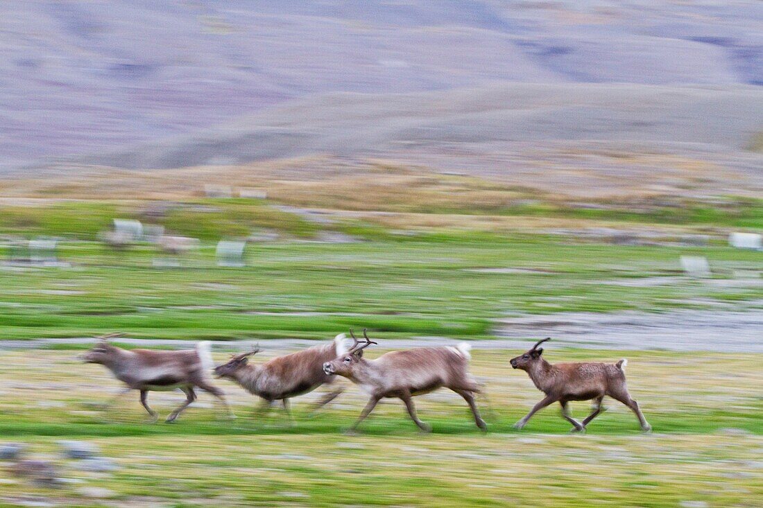 A small group of reindeer Rangifer tarandus running in Fortuna Bay, South Georgia. A small group of reindeer Rangifer tarandus running in Fortuna Bay, South Georgia  MORE INFO A few reindeer from Norway were introduced to the South Atlantic island of Sout