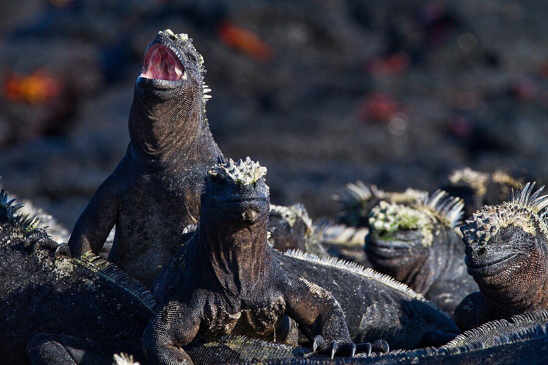 The endemic Galapagos marine iguana Amblyrhynchus cristatus in the Galapagos Island Archipelago, Ecuador. The endemic Galapagos marine iguana Amblyrhynchus cristatus in the Galapagos Island Archipelago, Ecuador  MORE INFO This is the only marine iguana in