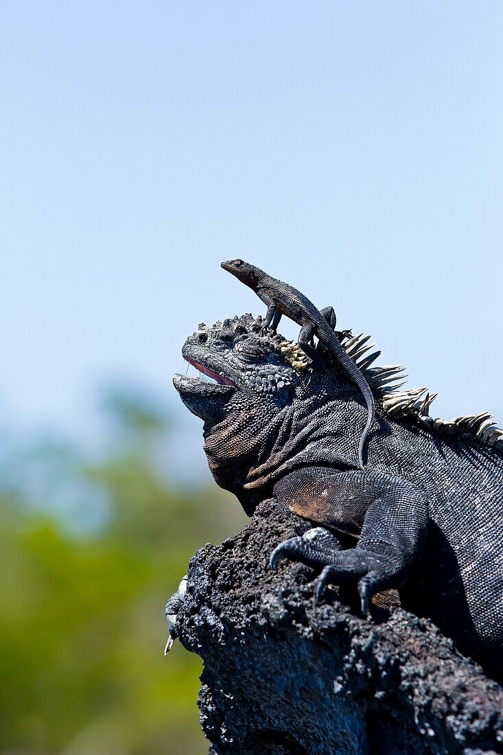 The endemic Galapagos marine iguana Amblyrhynchus cristatus with a lava lizard on top of its head in the Galapagos Island Archipelago, Ecuador. The endemic Galapagos marine iguana Amblyrhynchus cristatus with a lava lizard on top of its head in the Galapa
