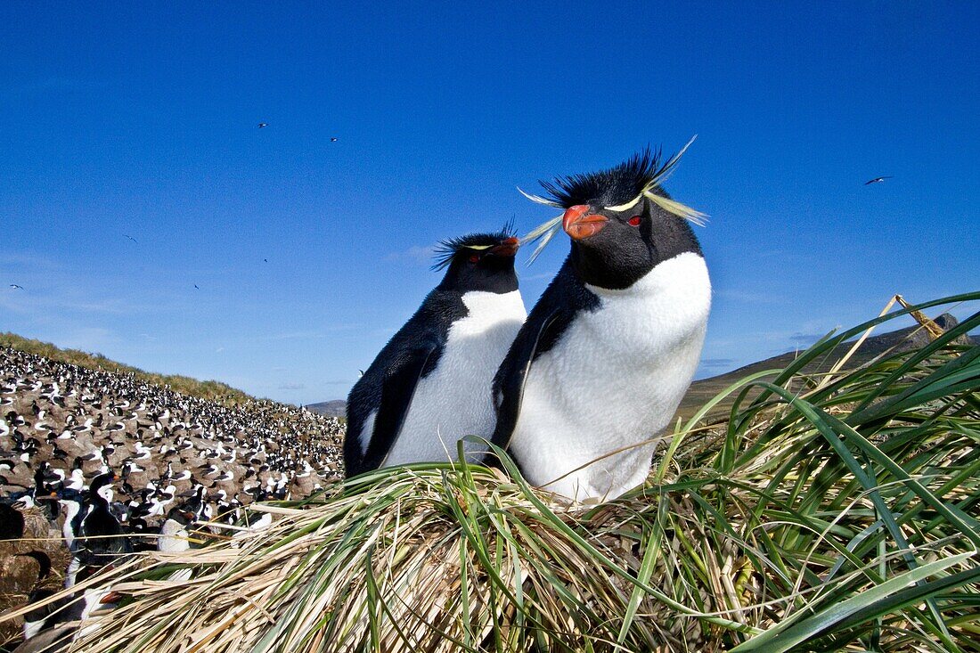 Adult rockhopper penguin Eudyptes chrysocome chrysocome at breeding and molting colony on New Island in the Falkland Islands, South Atlantic Ocean. Adult rockhopper penguin Eudyptes chrysocome chrysocome at breeding and molting colony on New Island in the