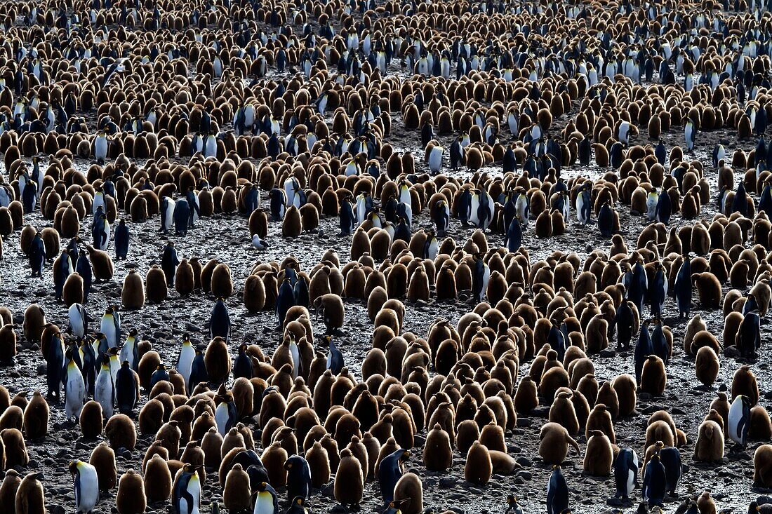 King penguins Aptenodytes patagonicus in downy plumage often called Â´okum boysÂ´ on South Georgia Island, Southern Ocean. King penguins Aptenodytes patagonicus in downy plumage often called ´okum boys´ on South Georgia Island, Southern Ocean  MORE INFO T