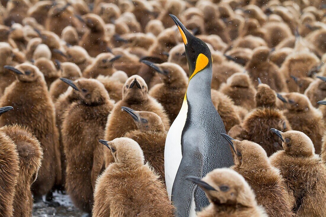 Adult king penguin Aptenodytes patagonicus among ´okum boy´ chicks at Fortuna Bay on South Georgia Island, Southern Ocean
