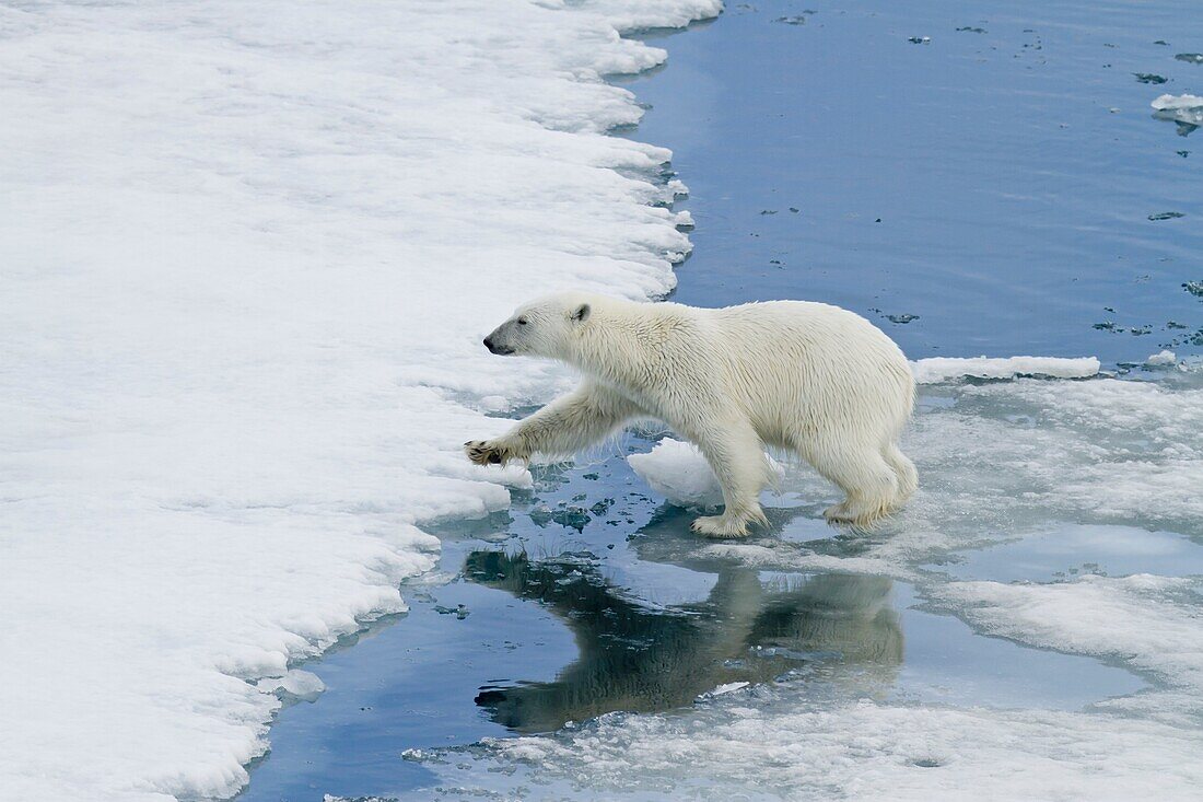An adult polar bear Ursus maritimus leaping from ice floe to ice floe in the Svalbard Archipelago, Norway