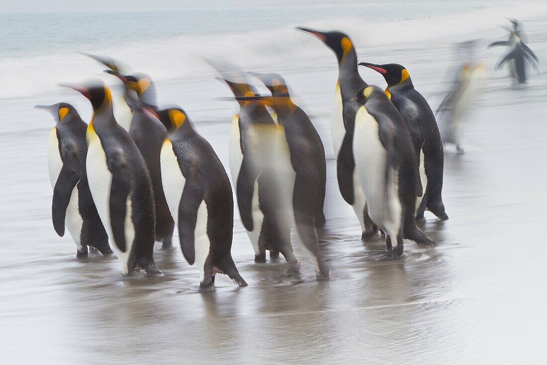 Creative motion blur image of adult king penguins Aptenodytes patagonicus returning to the sea from the nesting and breeding colony at Salisbury Plain on South Georgia Island, Southern Ocean