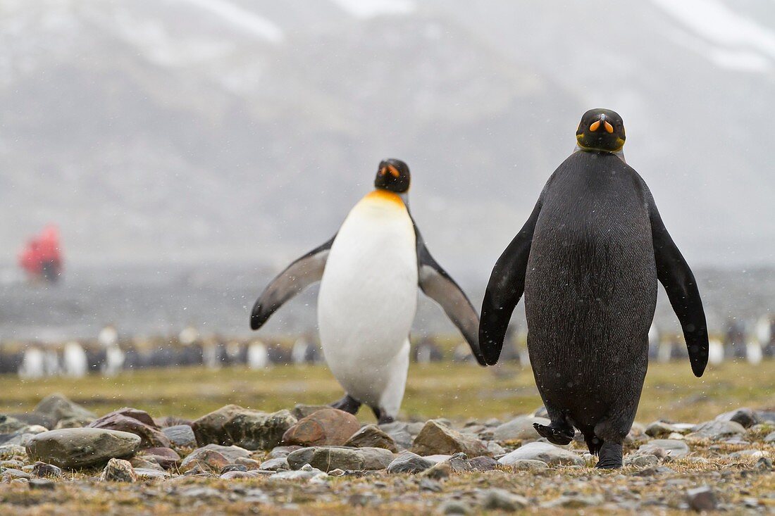 A rare adult melanistic excess of melanin creating black feathers where white normally would be king penguin Aptenodytes patagonicus returning from feeding at sea among Lindblad Expeditions guests at Fortuna Bay, South Georgia Island, Southern Ocean