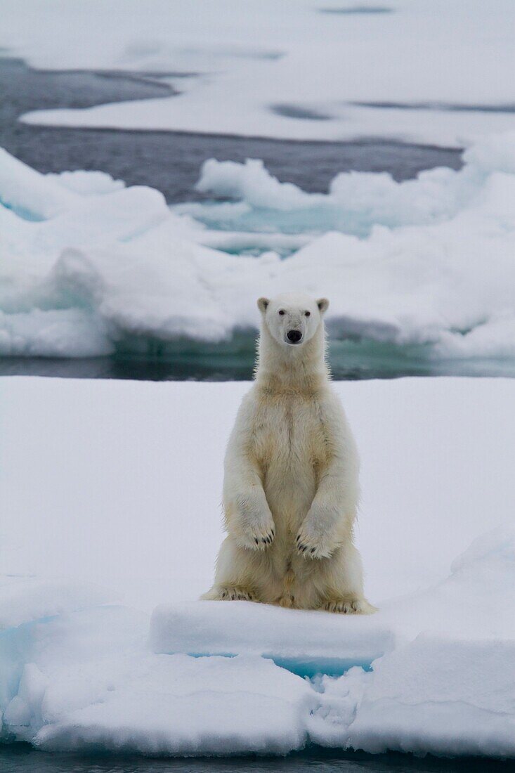 Adult male polar bear Ursus maritimus standing on hind legs on multi-year ice floes in Franz Josef Land, Russia, Arctic Ocean