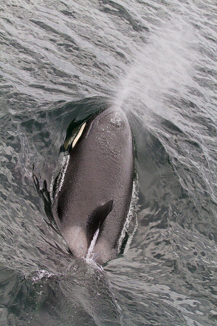 Adult female killer whale Orcinus orca surfacing in Chatham Strait, Southeast Alaska, Pacific Ocean