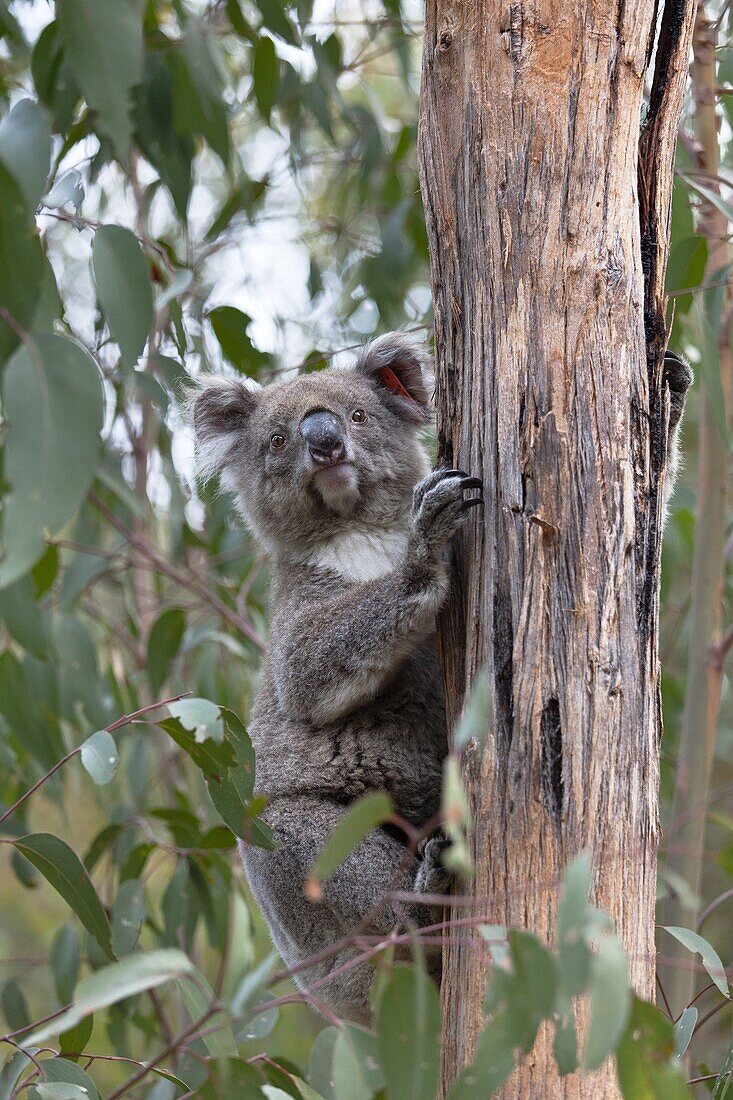 The Koala Phascolarctos cinereus is an iconic symbol for the wildlife of Australia. Australia, South Australia