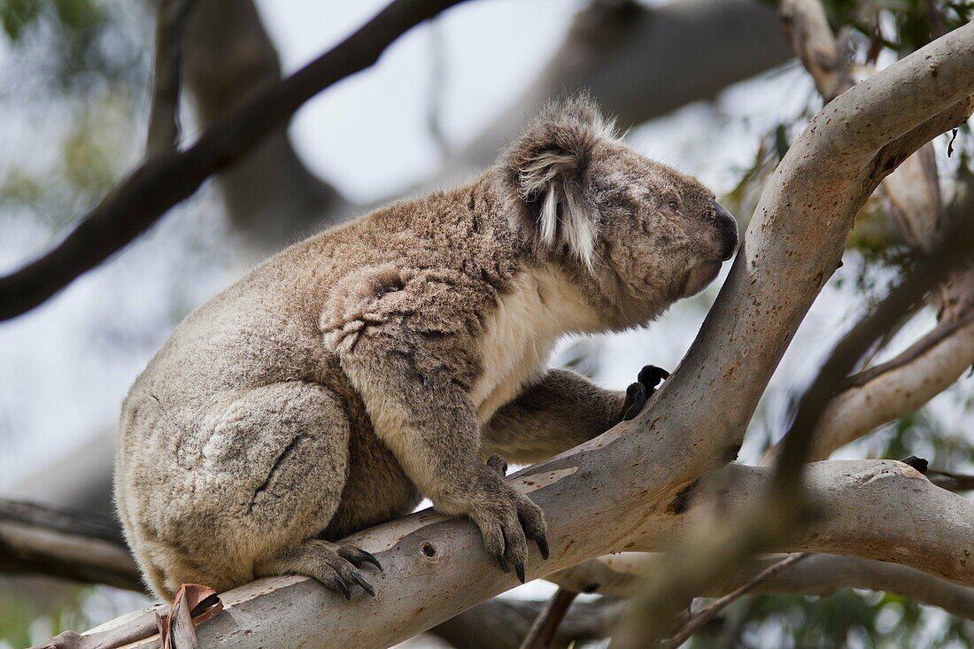 The Koala Phascolarctos cinereus is an iconic symbol for the wildlife of Australia. Australia, victoria