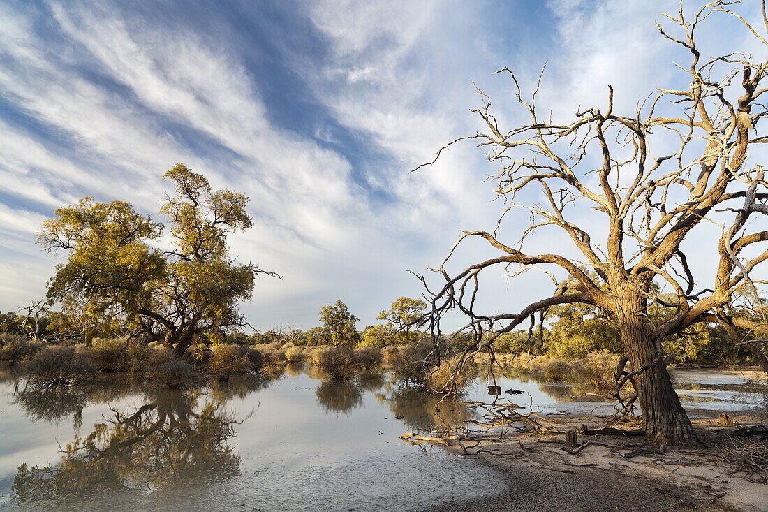 Landscape in the Hattah -Kulkyne Park in the Mallee Region of Australia  The Hattah lake system is listed as a RAMSAR site of international importance  Connected by channels with the Murray River it is flooded by the river during extreme river floods  Lar