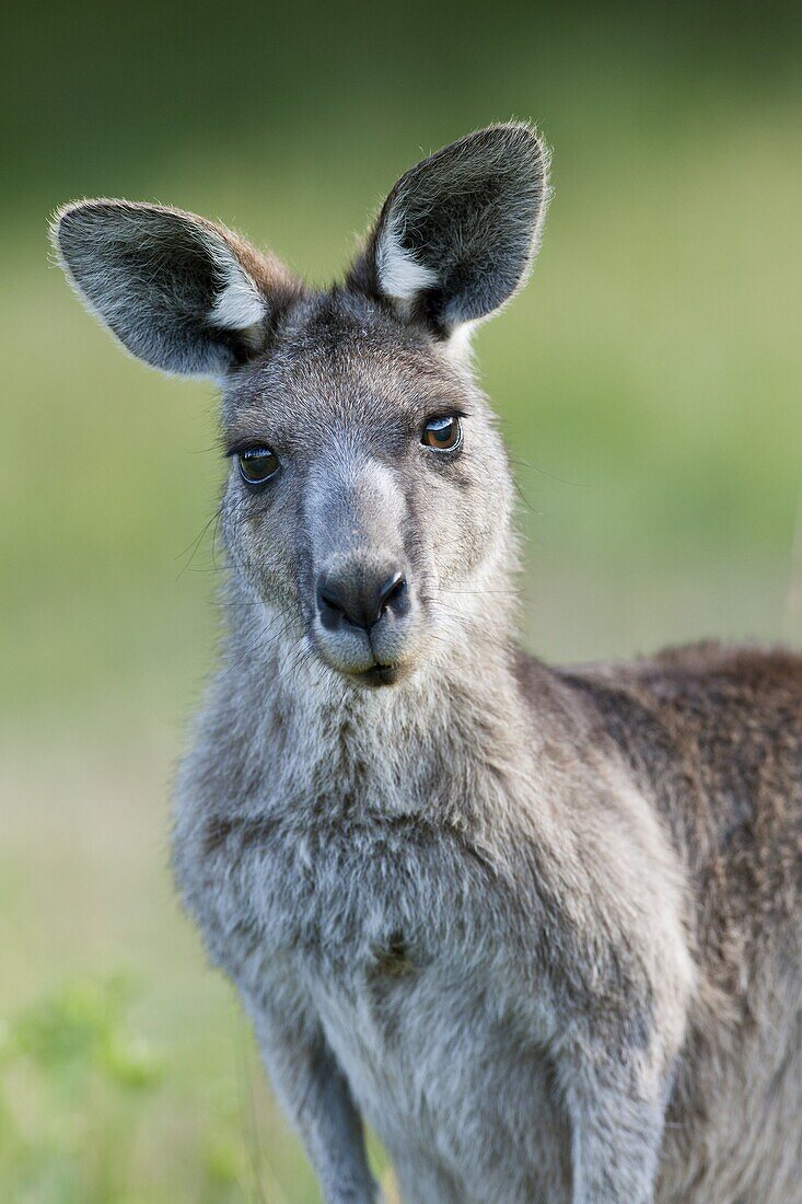 Eastern grey kangaroo Macropus giganteus, it is the second largest living marsupial and one of the icons of Australia The Eastern grey kangaroo is mainly nocturnal and crepuscular, it is a grazer of mainly australian grassses and herbs Australia, Victoria