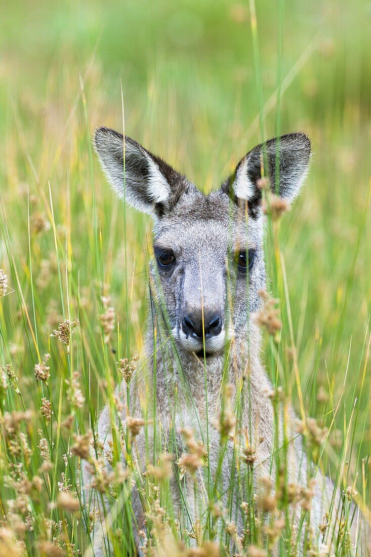 Eastern grey kangaroo Macropus giganteus, it is the second largest living marsupial and one of the icons of Australia The Eastern grey kangaroo is mainly nocturnal and crepuscular, it is a grazer of mainly australian grassses and herbs Australia, Victoria