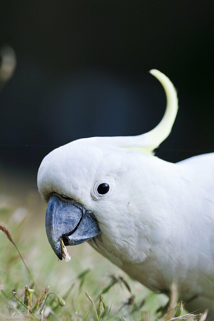 Sulphur-crested Cockatoo Cacatua galerita in the Grampians National Park, Australia, looking for food on a meadow The Sulphur-crested Cockatoo is a common species all over Australia, which have populated also urban and suburban environments Australia, Vic