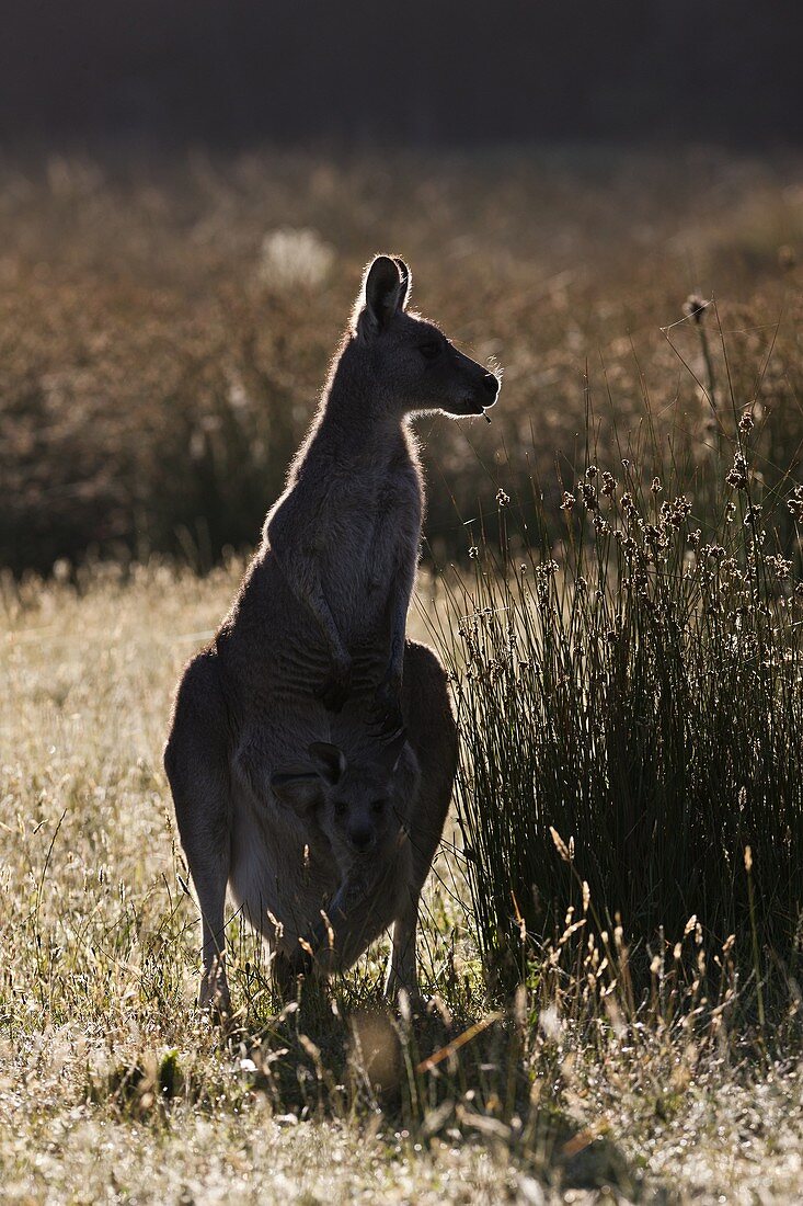 Eastern grey kangaroo Macropus giganteus, mother with joey small, young not weaned kid kangaroo, it is the second largest living marsupial and one of the icons of Australia The Eastern grey kangaroo is mainly nocturnal and crepuscular, it is a grazer of m