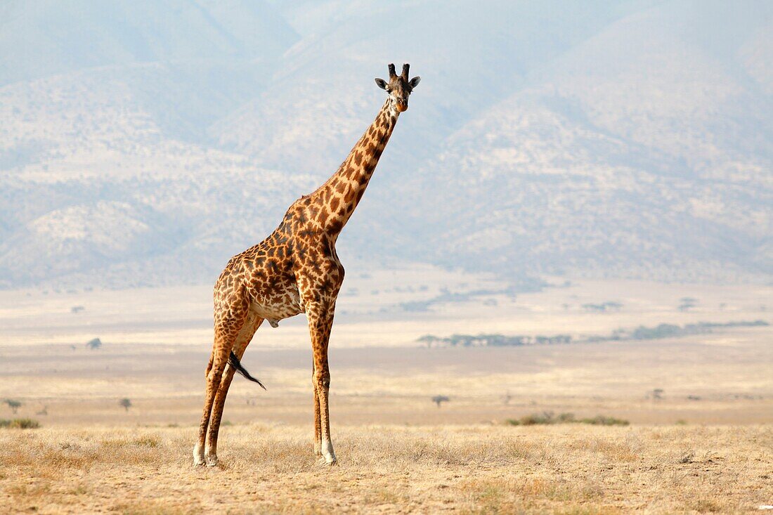 Lone Giraffe, Serengeti National Park, Tanzania
