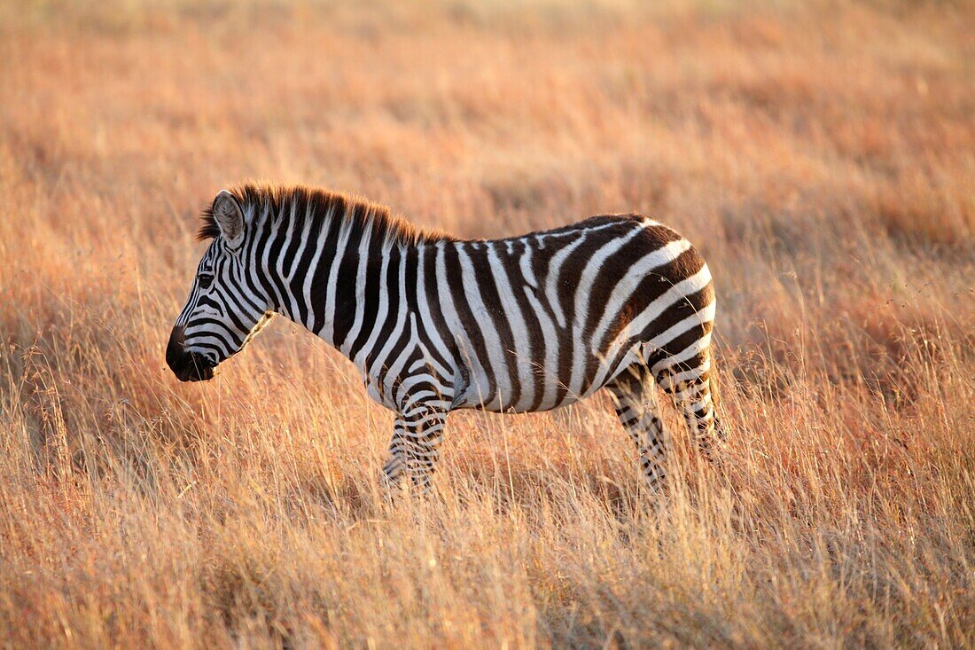 Zebra, Serengeti National Park, Tanzania