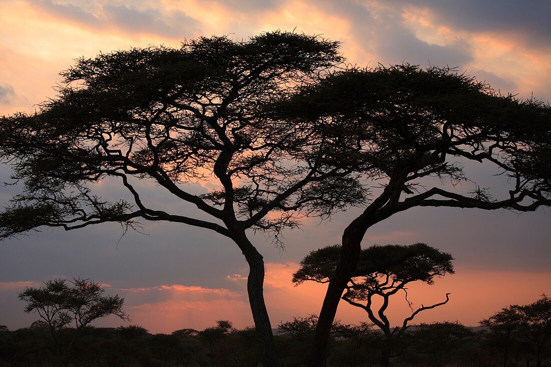 Acacia Tortilis tree in the Serengeti National Park, Tanzania
