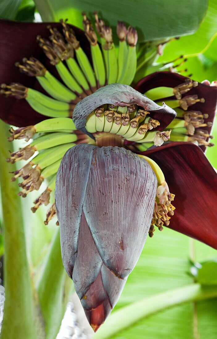 A Bunch of Bananas and Flower