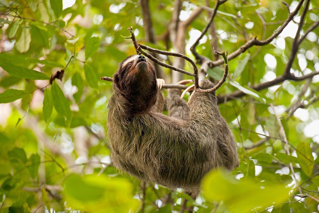 three-toed sloth Bradypus variegatus at Cahuita National Park, Cahuita, Caribbean Coast, Costa Rica, Central America