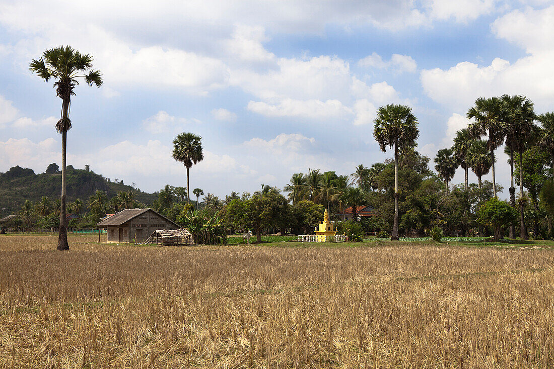 Field with the temple in the background, Kampot province, Cambodia, Asias